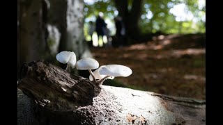 Toadstool Art From A Scottish Woodland