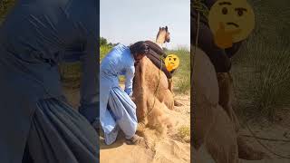 اجتماع الجمل في صحراء ثار