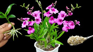 If you water this regularly, an orchid will grow and bloom quickly