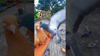 Pigeons Gather on My Hand to Eat #pigeon #pets #shorts