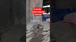 🔴 KAKEK HANCURKAN PUPUK 🔴 #shorts