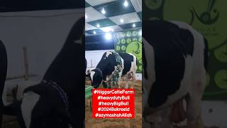 Heavy Bull 😍 2024 Bakra Eid #youtubeshorts #ytshorts #shorts #cowmandi #bakraeid #2024eid #viral