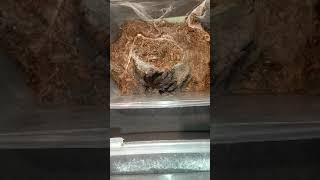 🕷️ Lampropelma sp. Borneo Black Tarantula 🪳 FEEDING 🎬 2 #tarantula  #vogelspinnen #tarantulafeeding