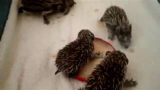 Hedgehog rehabilitation