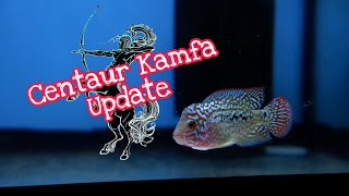 Centaur Kamfa (Update 11/14/2021)