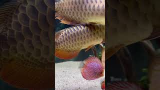 Arowana community tank