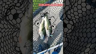 Doblete de lobinas con#alabamarig #doblete #swimbaits #pescadelobina #señuelos #pesca #impresionante