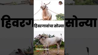 सर्वाधिक रेतन केलेला बैल 2400+ #cow #bull #valu