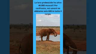 4 Curiosità Sugli Elefanti   #shorts #elephant #WildlifeLovers#curiosità #cute #viralvideo