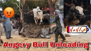 Unloading | Angry Bulls 😤 | 8 July 2022