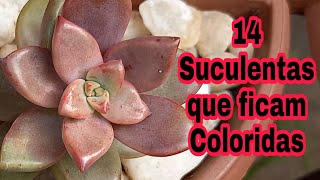 14 Suculentas Que Ficam Coloridas