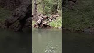 ASMR. Tranquility and peace Australia bush creek