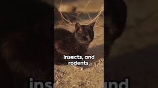 The Elusive Black-Footed Cat: A Silent Stalker 🐈‍⬛🐈‍⬛🐈‍⬛