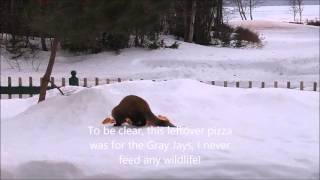 Amazing Rare Footage Of The Newfoundland Pine Marten