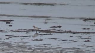 Svartbent strandpipare (Charadrius alexandrinus)