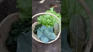 Harvest Vegetables in My Garden || Panen Sayuran Hijau di Kebun