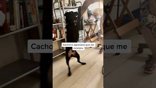 Cachorro agressivo que me avançou. #adestramento #cachorro #crdog  #shorts #cães #caioadestrador