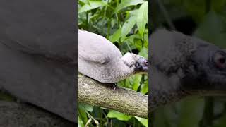 Some Native Birds in the Island