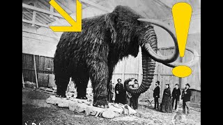 El Origen del Mamut y sus Increíbles Especies