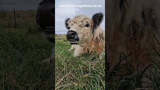 chewing the cud #adopt #cowfie #cow #farming #animals