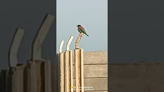 অচিন পাখি -The Unknown 🐦🕊️🐦🕊️#reels #nature #birds #landscape ##viralreels #love #morningscene