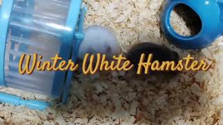 Winter White Hamsters in their New Enclosure #hamsters