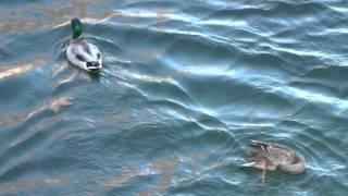 Canards - Ducks, 2015 nov.9, Valleyfield, QC, Canada