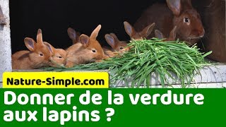 Peut-on nourrir les lapins avec de la verdure, salades, légumes... ?