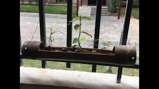 NATURAL, BAMBOO PLANT BOWL TO GROW THE PLANTS | Animal Mark