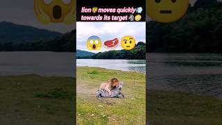 Lion vs zebra🦓 | Lion attack zebra | Lion hunting | hungry male Lion | @Wildshikaari007