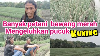 tutorial tanam bawang merah, cuaca tidak stabil, banyak petani bawang merah,mengeluh pucuk  kuning