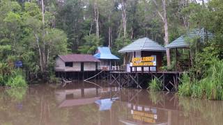 Best river at tanjung puting national park Welcome to camp leakey