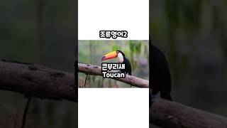 새 영어 ㅣ 조류영어2 ㅣ 어린이영어 ㅣ 유아영어 ㅣ 기초영어 ㅣ Bird Voca