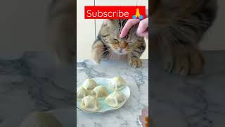 Cat Eating MOMOS😂🐱 #shorts  #cat  #etingsow