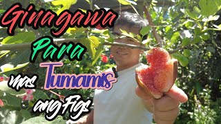 Dapat gawin para sa mas matamis na Fig fruit