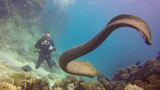 Hughada diving Feb 2018