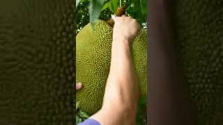 Harvesting Jack Fruits