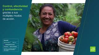 Cultivos Sanos y Libres de Enfermedades con Serenade | Agro Bayer Colombia