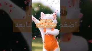 #kucing #kucinglucu #cutمعانى#قطة_الترند#تيك_توك#ترندر #funny #اكسبلور #لايكbaby _ video#