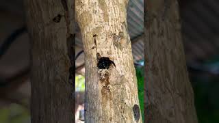 A bee making its shelter