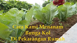 cara menanam bunga kol dari biji di pekarangan rumah