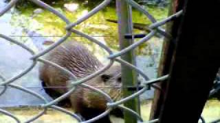 otterly adorable otters at zsl whipsnade zoo!