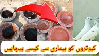 Kabutaron ko Bimari Se bachane Ka Tarika |M Asad Birds| #MAsadBirds #bimarika #ilaj