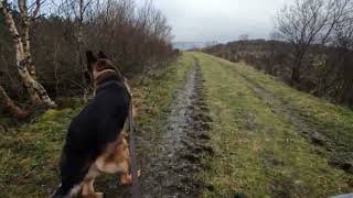 German shepherd on walk. Eros på tur. 08.11.2024. still you tubes most boring video part 1