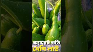 ক্যারেট ভর্তি দেশি লাউ। লাউ চাষ। লাউ চাষ পদ্ধতি। লাউ।