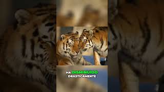 El tigre de Bengala  Peligro crítico y conservación #shorts #shortsviral