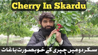 Cherry In Skardu | Cherry Season Is On Peak In Gilgat Baltistan | Sakrdu Valley |