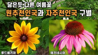 닮은 듯 다른 여름꽃 원추천인국과 자주천인국 구별