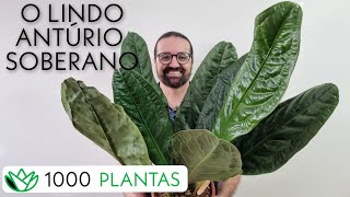 Anthurium superbum - Antúrio soberano - 4 de 1000 PLANTAS - como cultivar