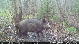 Wild Hogs Scratching on the tree/Mežacūkas